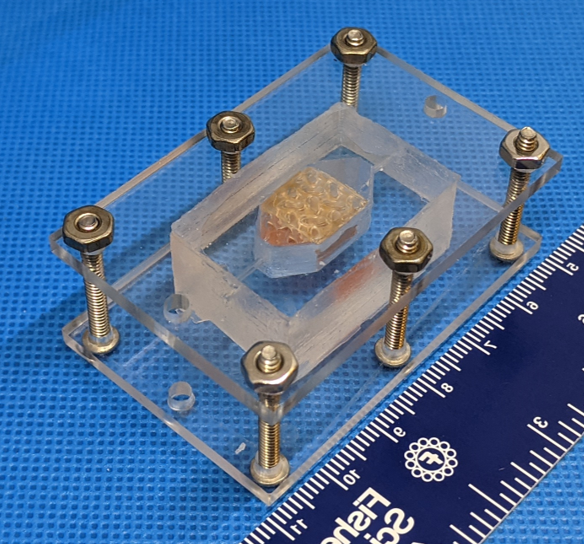 3D printed tissue