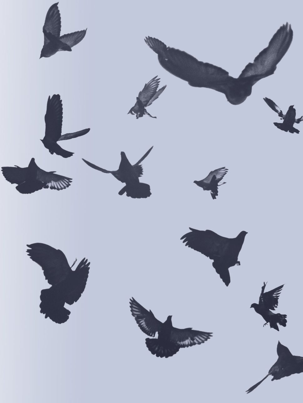 birds in flight