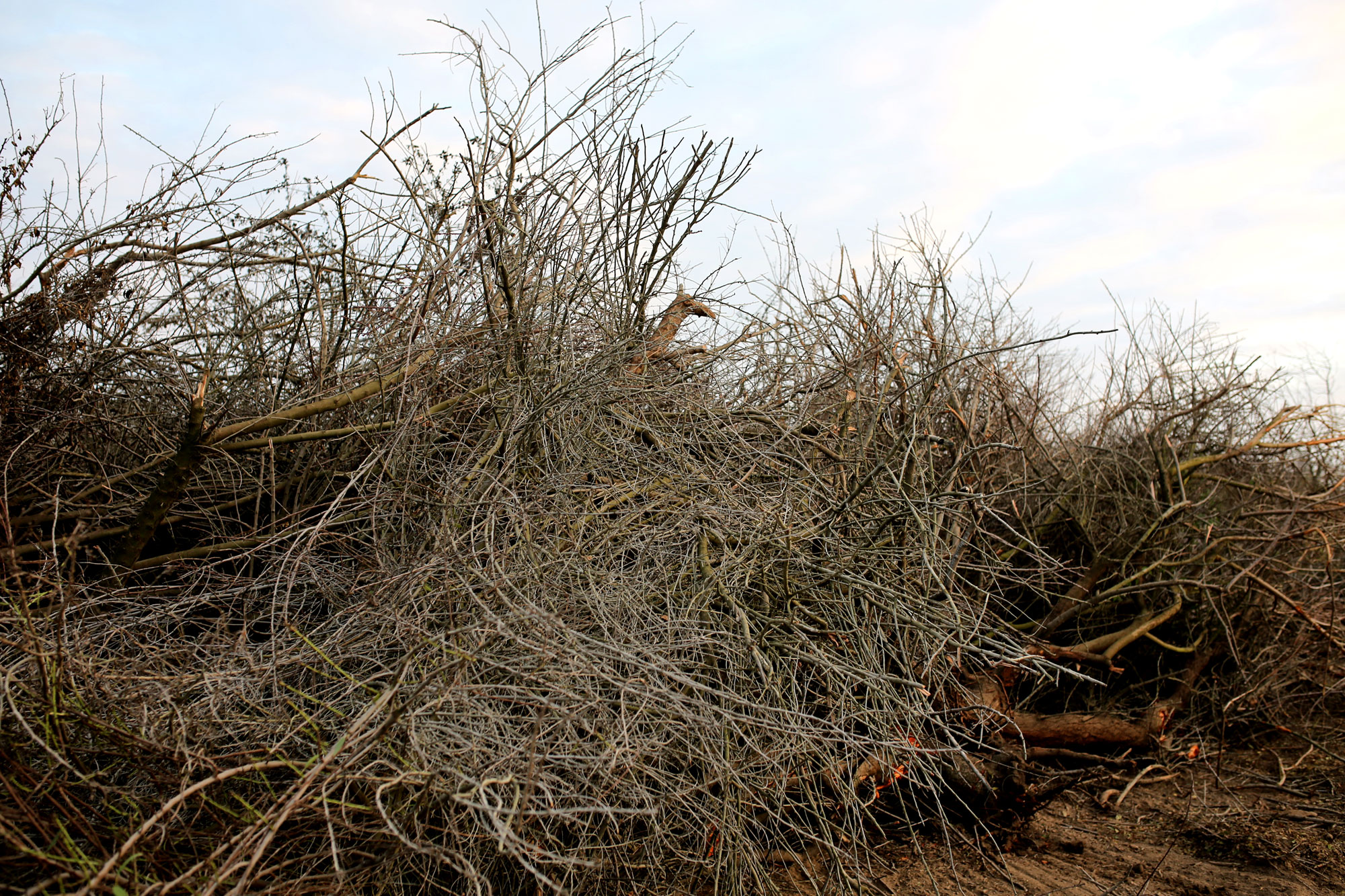 photograph of agricultural waste