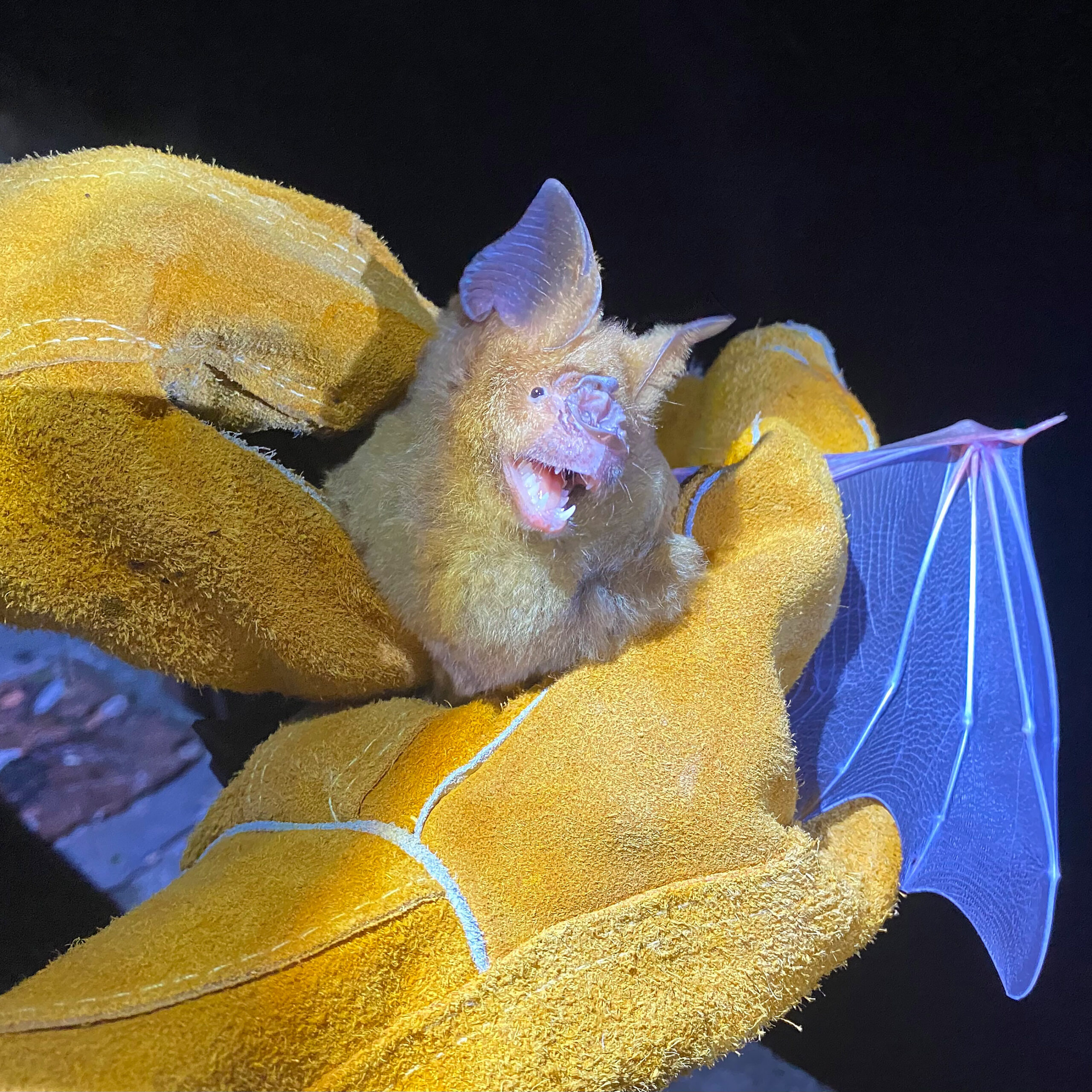 horshoe bat specimen