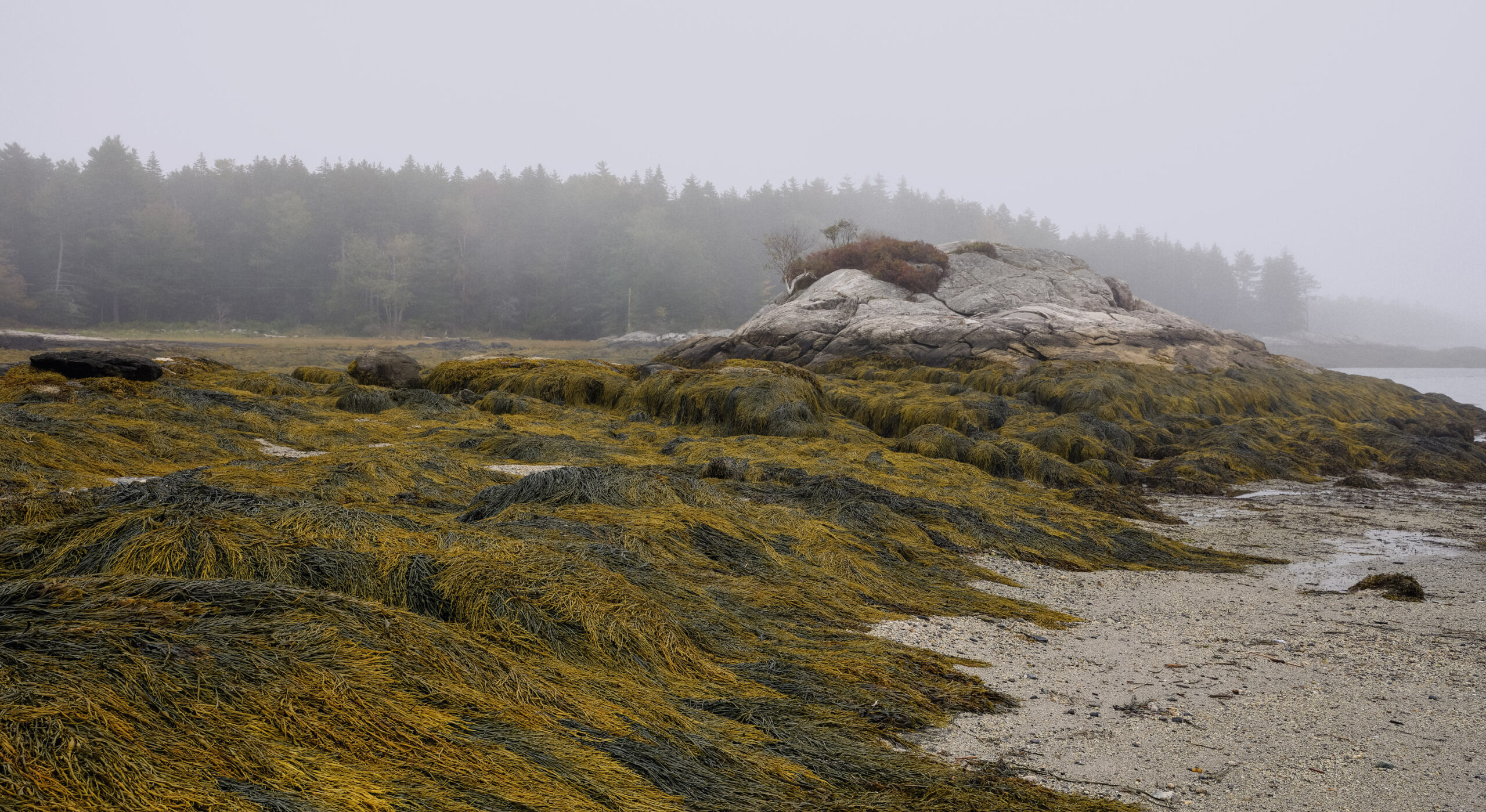 kelp beds at low tide in Maine