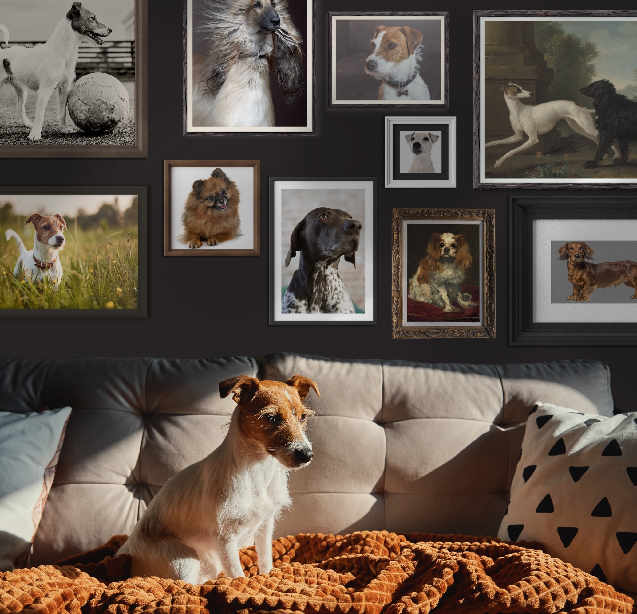 Concept photo illustration of a dog on sofa with past dogs in framed portraits behind