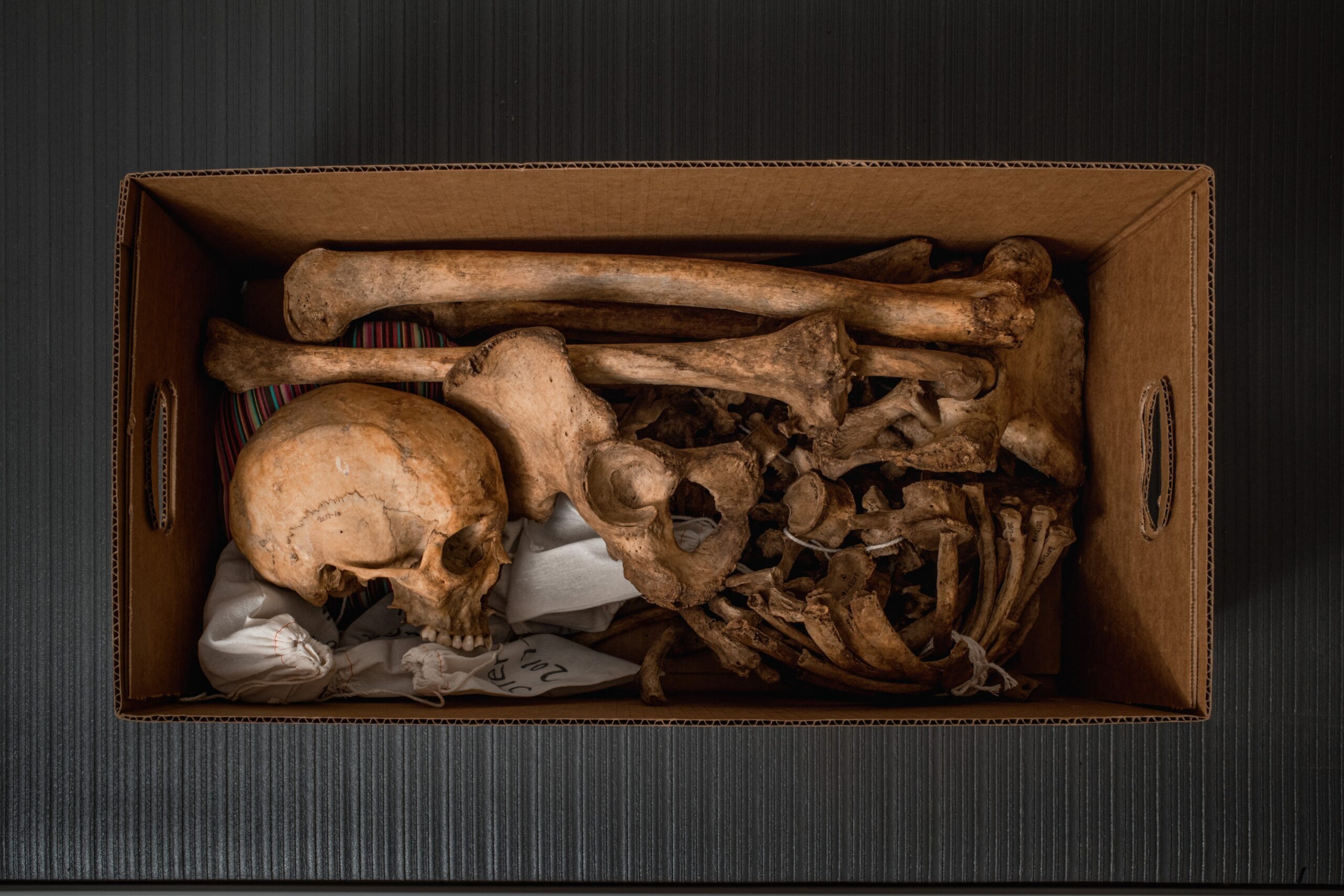 a view into a cardboard box containing complete human remains