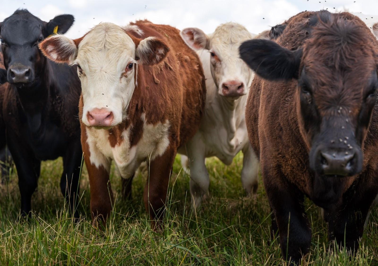 cows at pasture in Virginia