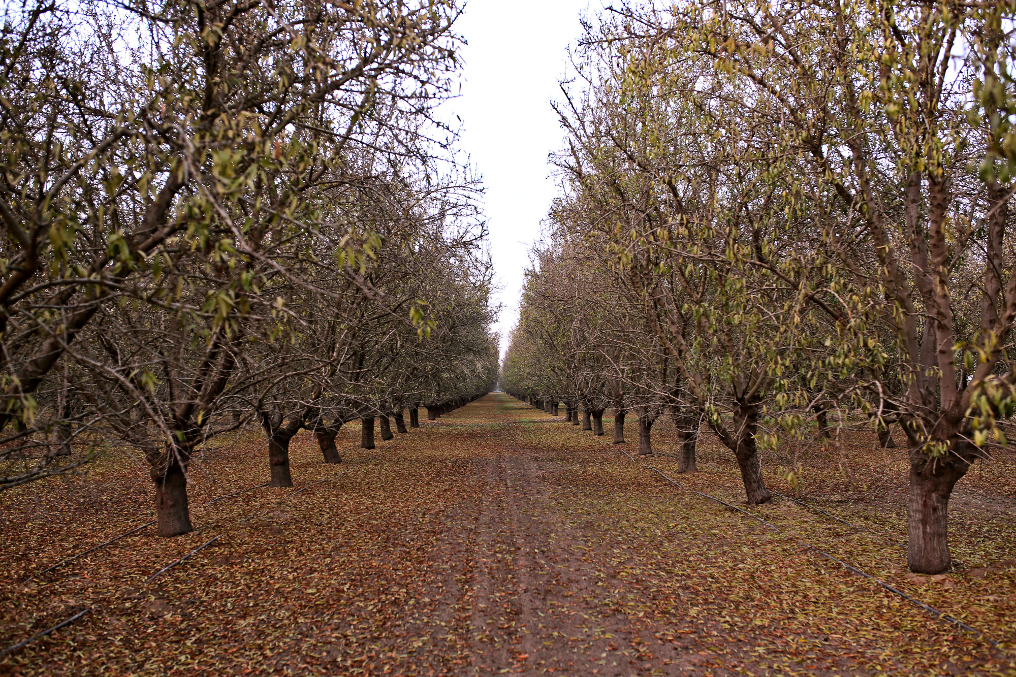 Photograph of orchard