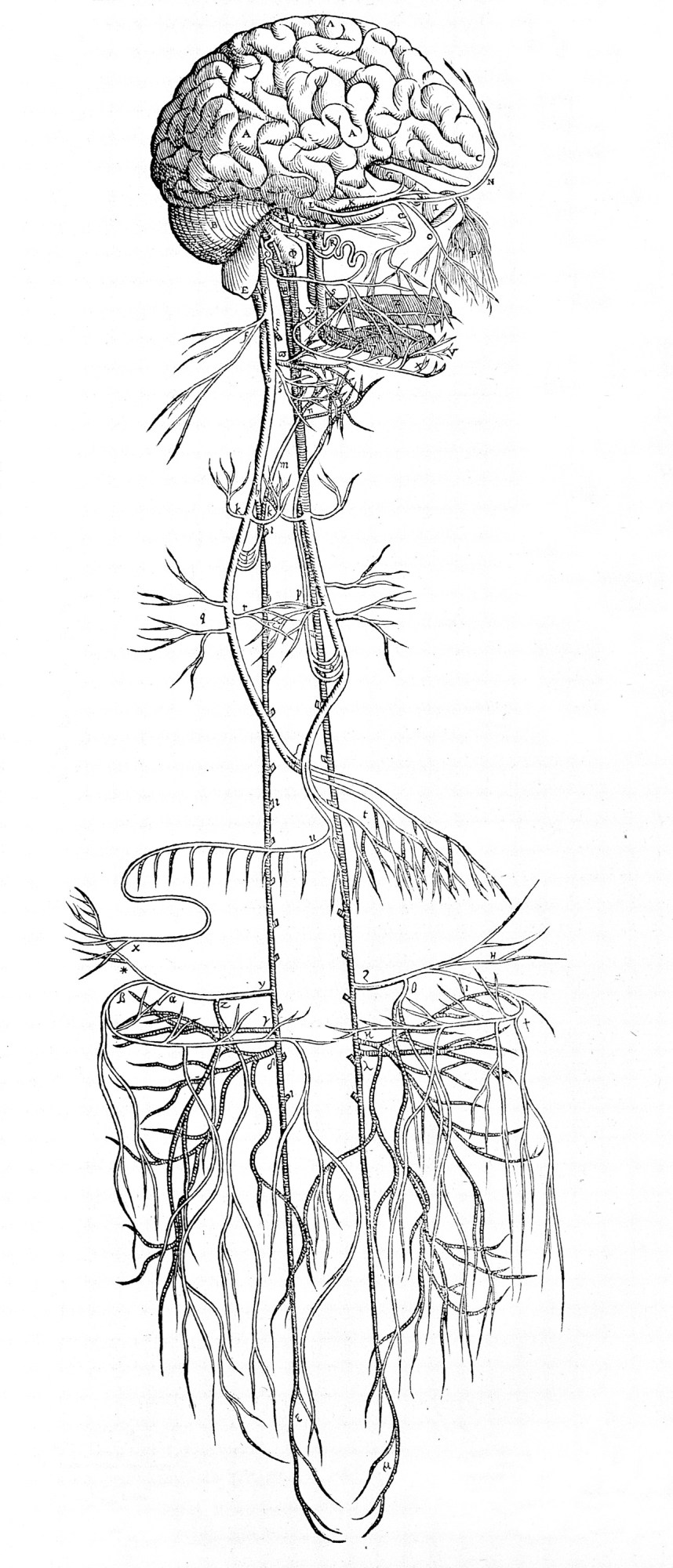 The brain, in right profile with the glossopharyngeal and vagus nerves