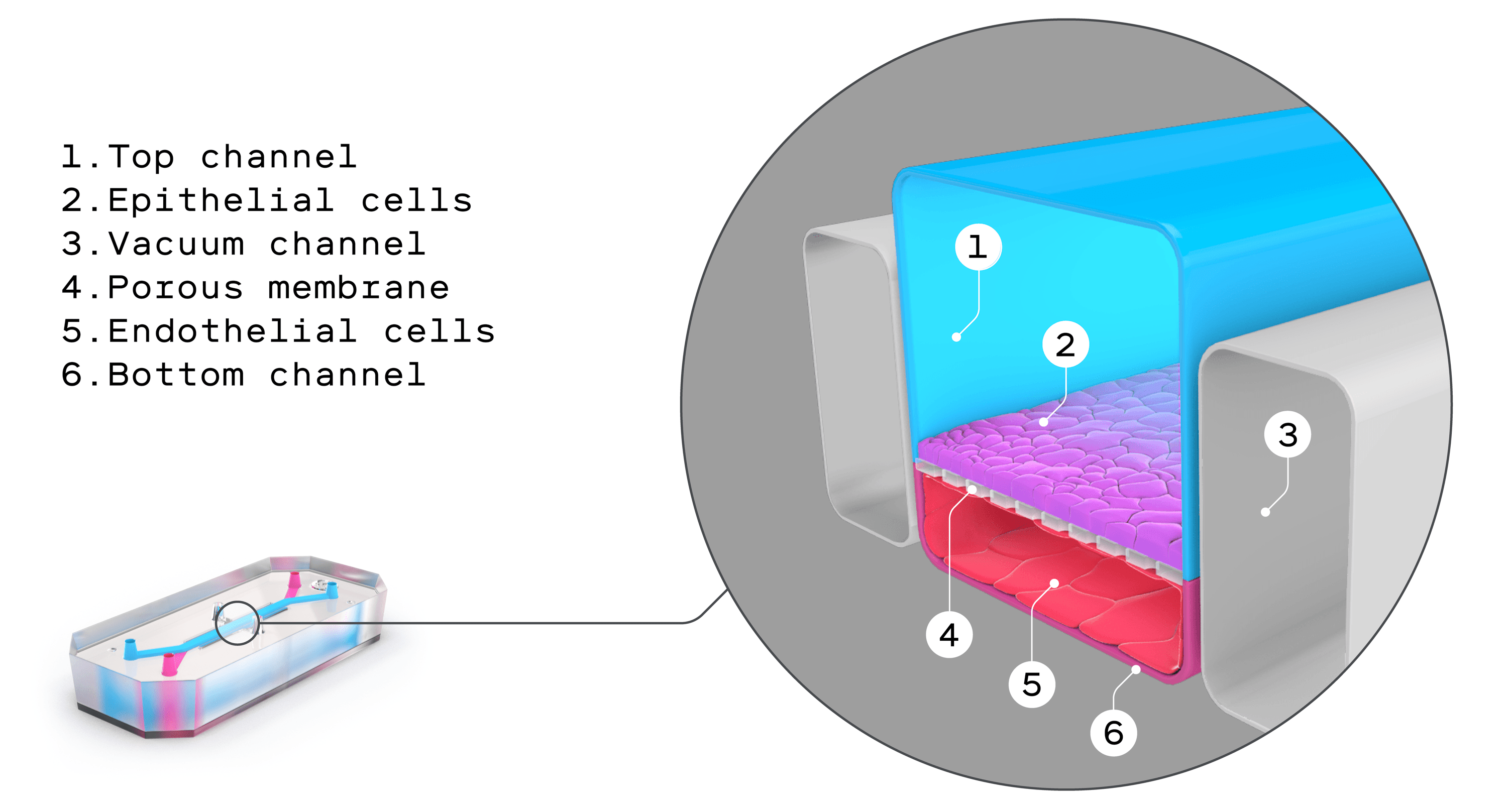 cross-section of a microfluidic chip with the top channel, epithelial cells, vacuum channel, porous membrane, endothelial cells and bottom channel indicated.