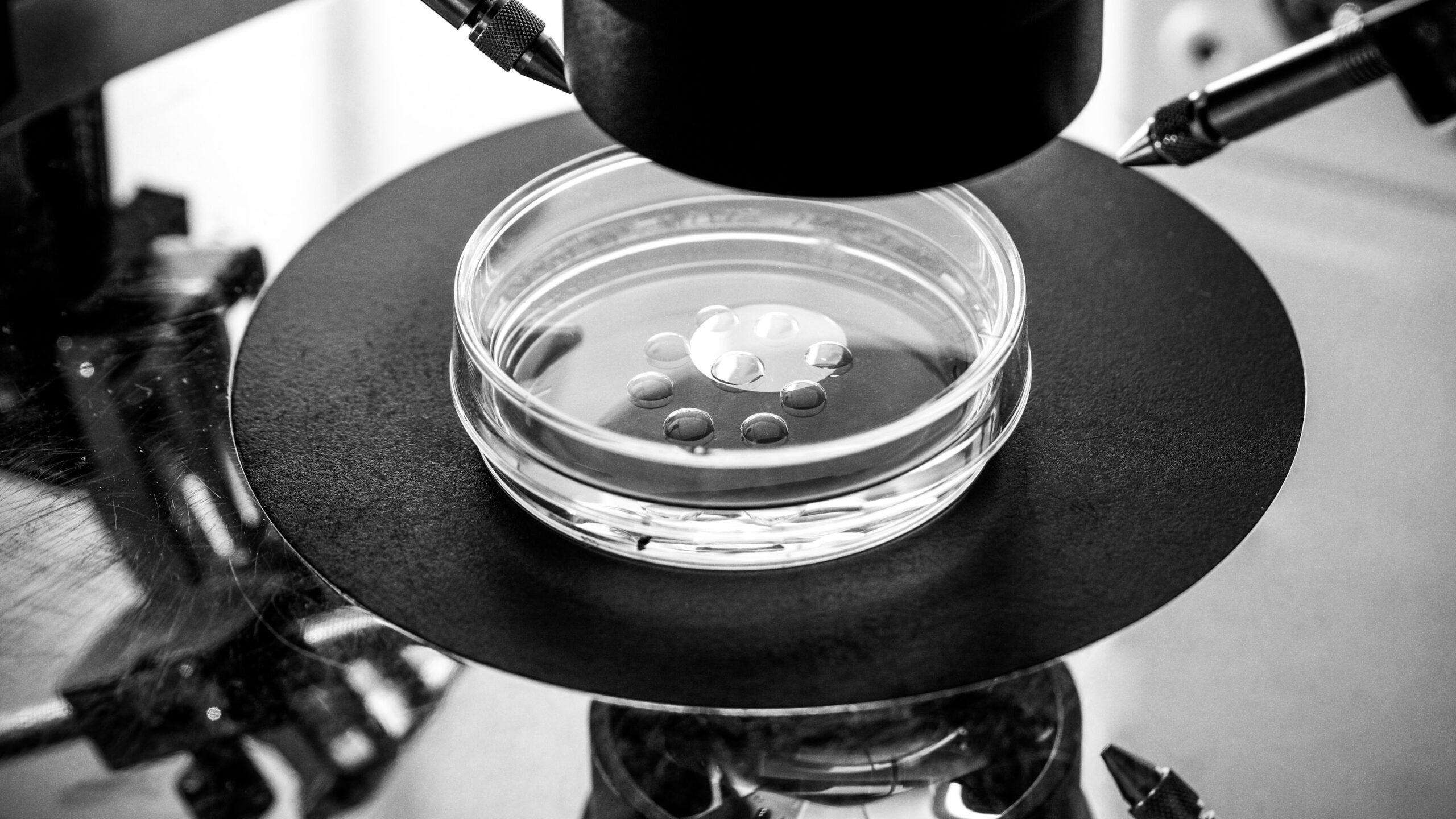 petri dish with IVF procedure in progress