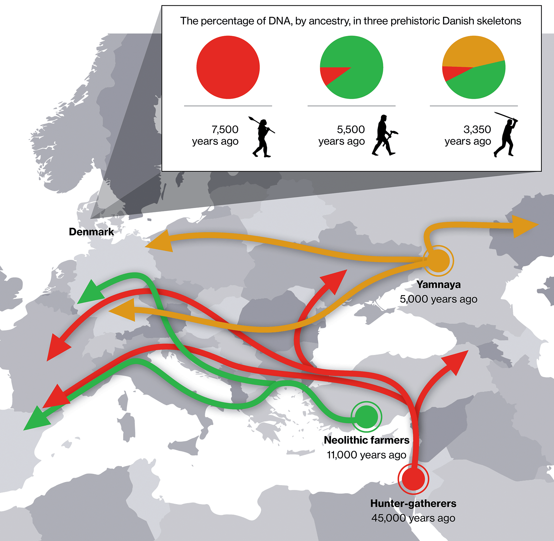 Pie chart showing how successive waves of migration affected the DNA of skeletons found in Denmark 7500 years ago (Entirely from hunter-gatherer groups); 5500 years ago (some hunter-gatherer but majority Neolithic farmer) and 3350 years ago (same amount of hunter-gatherer but the majority is split between Neolithic farmer and Yamnaya DNA). A map below shows the migration patterns of those groups across Europe