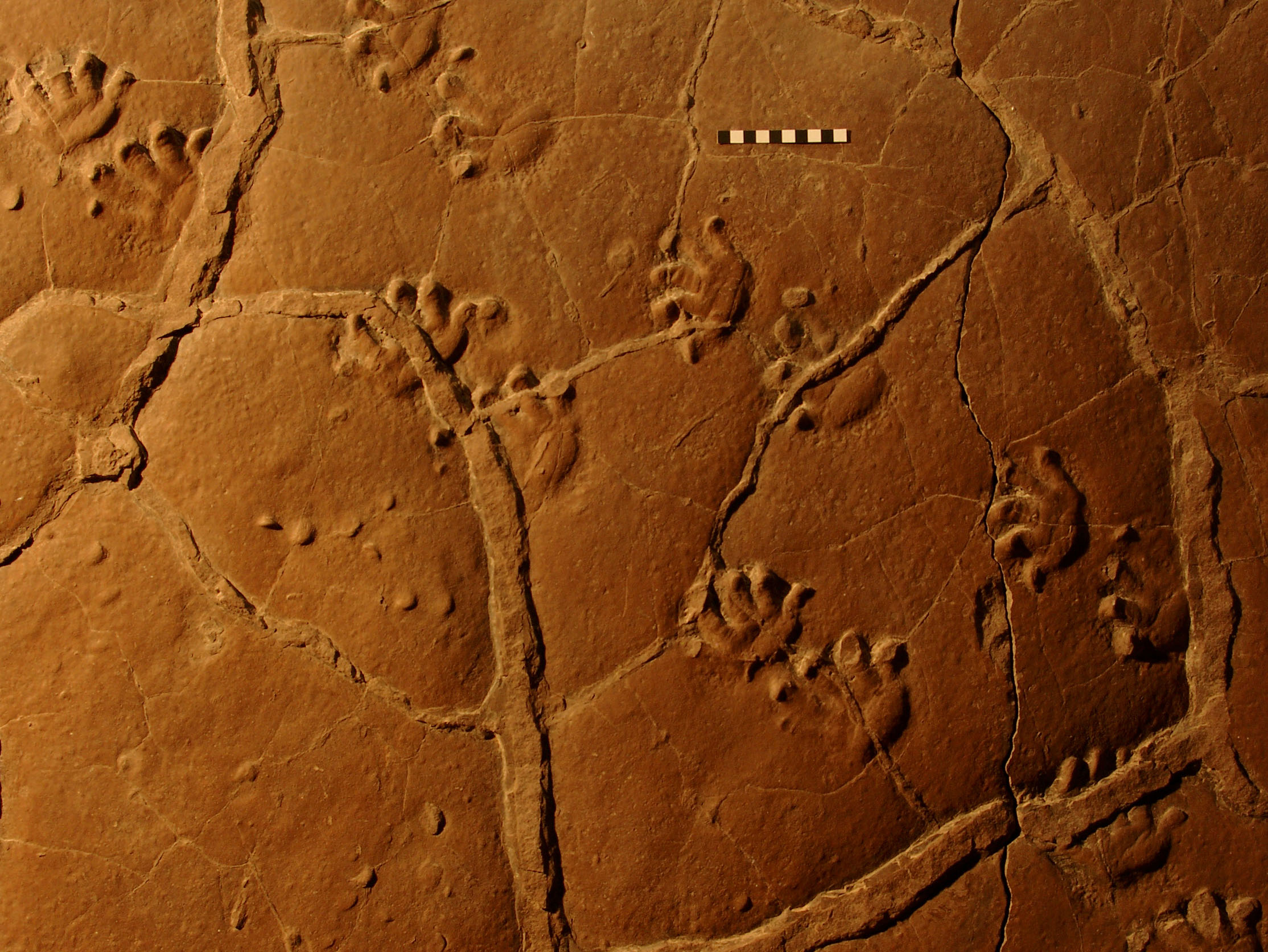 fossilized tracks